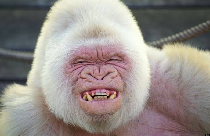 Mga resulta ng larawan para sa Snowflake, the Albino Gorilla"