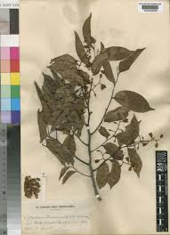 Image result for Oubanguia africana