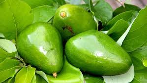 Dark green in spring, light green in summer, dark red in fall. Poncho Avocado Tree