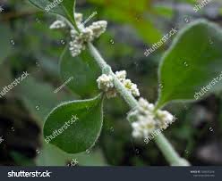 Image result for Nothosaerva