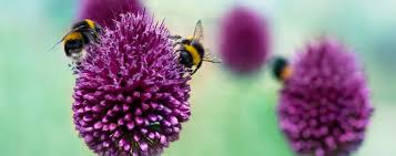 Simmer for 5 minutes, then stir in the crème fraîche and remaining 2 tablespoons of marsala, and taste for seasonings. Wild Life British Garden