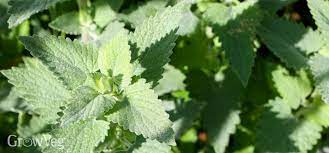 Maybe you would like to learn more about one of these? The Benefits Of Growing Catnip Catmint