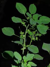 Image result for Acalypha indica