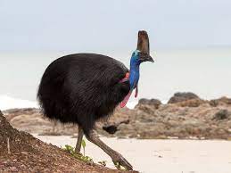 10 Weird And Wonderful Wildlife Of Australia