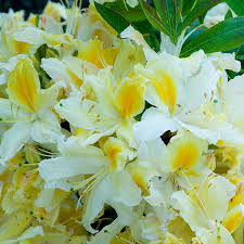 Azalea Northern Hi Lights In 2020 White Flower Farm Azaleas Fragrant Flowers