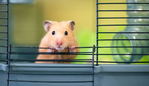 Image result for hamster in a  cage