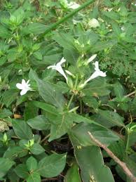Image result for Barleria cristata