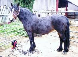 10 Really Cool Clip Jobs Horse Nation Horses Cute Horses Horse Clipping
