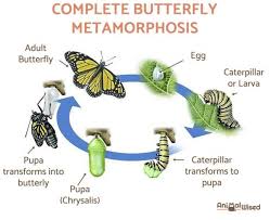 4.1e each generation of animals goes through changes in form from young to adult. How Are Butterflies Born Butterfly Life Cycle Reproduction More