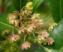 Image result for Dodonaea viscosa