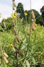 Image result for Crotalaria juncea