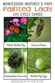 Today i asked the children to retell the very hungry caterpillar using props on the whiteboard. Painted Lady Butterfly Life Cycle 3 Part Cards
