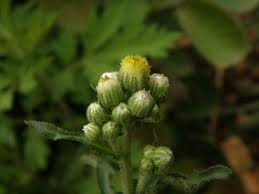 Image result for Eschenbachia gouanii