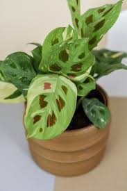 Check spelling or type a new query. Maranta Leuconeura Var Kerchoveana Variegata Alias Beauty Kim Zimmerpflanzen Dekor Bluhende Pflanzen Pflanzen