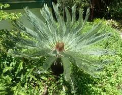 Image result for Asparagus flavicaulis