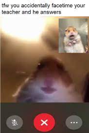 He Be Looking Like This Scared Hamster Cute Animal Memes Funny Hamsters Cute Hamsters