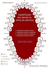 Numero Dos Dentes No Dentista Numeracao Dos Dentes Saude Bucal Dentes