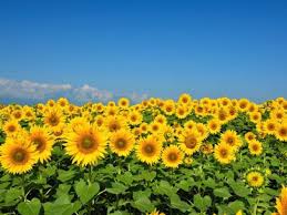 Selain mudah kkamu bisa membuat berbagai varian bunga hanya dengan menggunakan berbahan dasar warna sedotan plastikkamu dapat membuat bunga anggrek matahari sakura dan masih banyak lainnya. 5 Cara Menanam Bunga Matahari Yang Mudah Ketahui Com