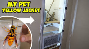 Killing with soap and hose end sprayer. Vacuum Vs Wasp Nest Keeping Wasps As Pets Youtube