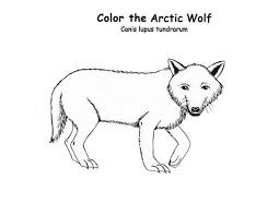 Arctic Animals Arctic Wolf Is Arctic Animals Coloring Page Animal Coloring Pages Arctic Animals Arctic Wolf