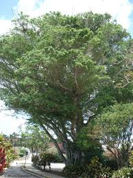 Check spelling or type a new query. Indian Laurel The Department Of Environment And Natural Resources