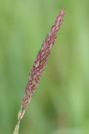 Image result for Holcus