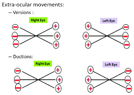 Shows Extra Ocular Movements It Can Be Seen From This Chart