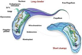 Image result for Telosma africana