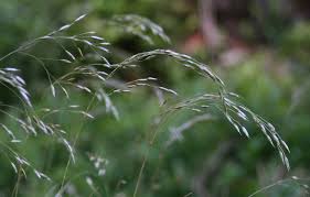 Deschampsia cespitosa семейство злаки (poaceae). Draht Schmiele Deschampsia Flexuosa Beschreibung Steckbrief Systematik