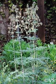 Image result for Thalictrum