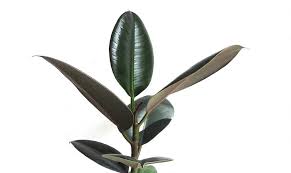 You now have the help of leaf and paw. How To Care For Your Indoor Ficus Elastica Rubber Plant