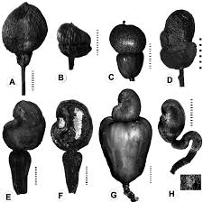 Image result for Anacardiaceae