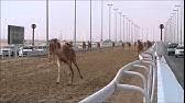 Formerly in the municipality of al rayyan, but now an independent municipality, the municipal seat was delimited in 1988 by law no. Shahaniya Camel Racing Youtube