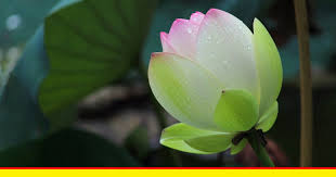 Menurut penelitian, hampir semua bagian tanaman bunga telang bisa dimanfaatkan sebagai tanaman obat karena mengandung berbagai senyawa yang. Mengenal Jenis Tanaman Bunga Lotus Tukang Taman Surabaya Jasa Taman Surabaya