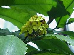 Image result for Campylospermum vogelii