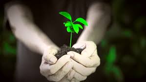 Image result for green plant growing