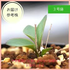 Image result for Eriospermum porphyrium