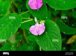 Image result for Impatiens apiculata