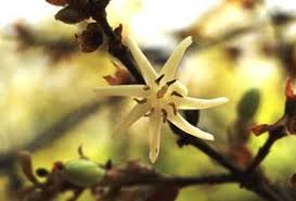 Image result for Crotalaria huillensis