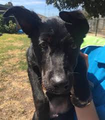 Finding a border collie puppy. Pet Of The Week Adopt Kelpie Cross Border Collie Pup Jack Central Western Daily Orange Nsw