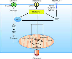 Metformin should also be used with caution in older people. Metformin Cancer And Glucose Metabolism In Endocrine Related Cancer Volume 21 Issue 6 2014
