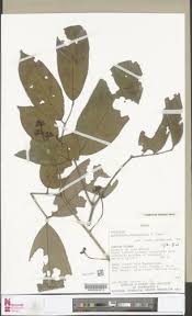 Image result for Anthonotha macrophylla
