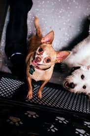 We are the waukee, ia area's premier location for dog boarding, dog daycare and grooming. Best Dog Boarding In Ankeny Ia And West Des Moines Ia