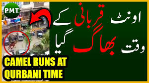 Camel qurbani in lahore pakistan 2018. Out Of Control Camel Runs Away Before Qurbani By Anari Qasai Eid Al Adha 2018 Bakra Eid 2018 Youtube