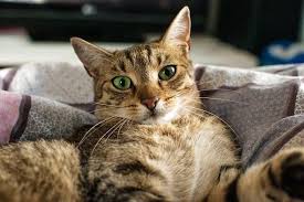 Why Does My Cat Wink At Me The Surprising Truth Upgrade Your Cat Cat Behavior Tabby Cat Cats