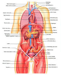 Human body organs on right side. Pin On Illustrations