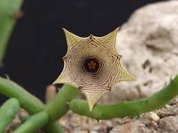 Image result for Huernia leachii