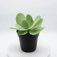 Image result for kalanchoe thyrsiflora
