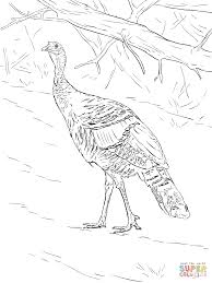 Free printable turkey coloring pages for kids! Wild Turkey Coloring Page Free Printable Coloring Pages Coloring Home