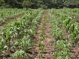 Image result for Canavalia ensiformis